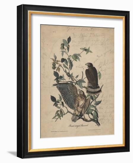 Broad-Winged Buzzard, 1840-John James Audubon-Framed Giclee Print