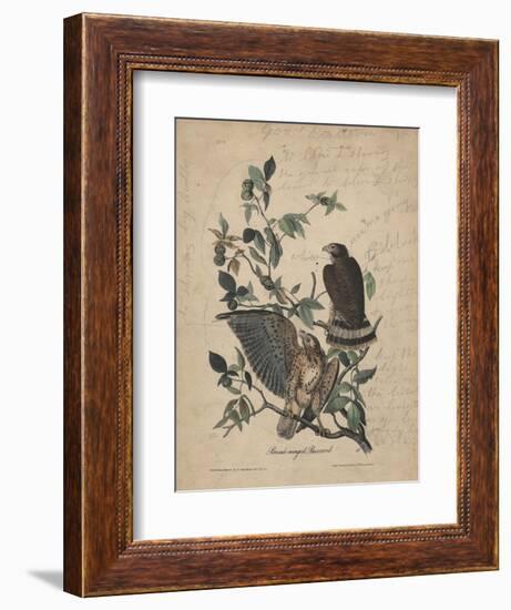 Broad-Winged Buzzard, 1840-John James Audubon-Framed Giclee Print