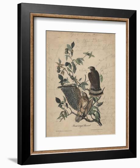 Broad-Winged Buzzard, 1840-John James Audubon-Framed Giclee Print