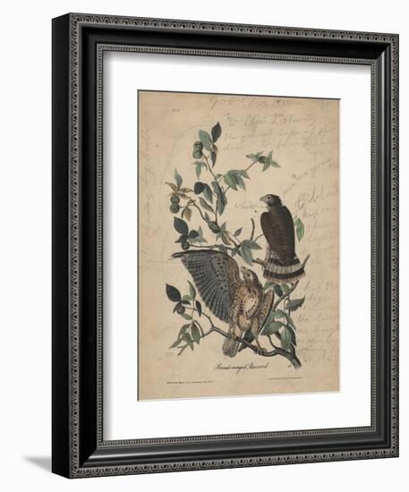 Broad-Winged Buzzard, 1840-John James Audubon-Framed Giclee Print