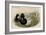 Broadbill Duck-John Gould-Framed Art Print