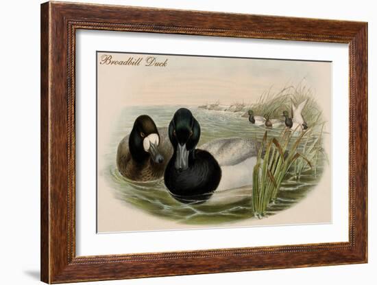 Broadbill Duck-John Gould-Framed Art Print