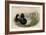 Broadbill Duck-John Gould-Framed Art Print