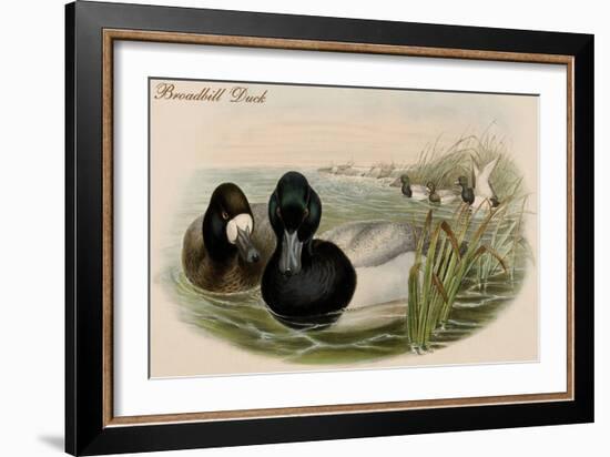 Broadbill Duck-John Gould-Framed Art Print