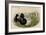 Broadbill Duck-John Gould-Framed Art Print