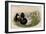 Broadbill Duck-John Gould-Framed Art Print