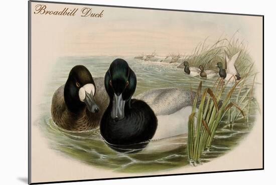 Broadbill Duck-John Gould-Mounted Art Print