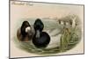 Broadbill Duck-John Gould-Mounted Art Print