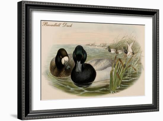 Broadbill Duck-John Gould-Framed Art Print