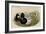 Broadbill Duck-John Gould-Framed Art Print