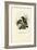Broadbills, 1863-79-Raimundo Petraroja-Framed Giclee Print