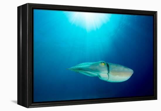 Broadclub cuttlefish, Komodo National Park, Indonesia-Inaki Relanzon-Framed Premier Image Canvas