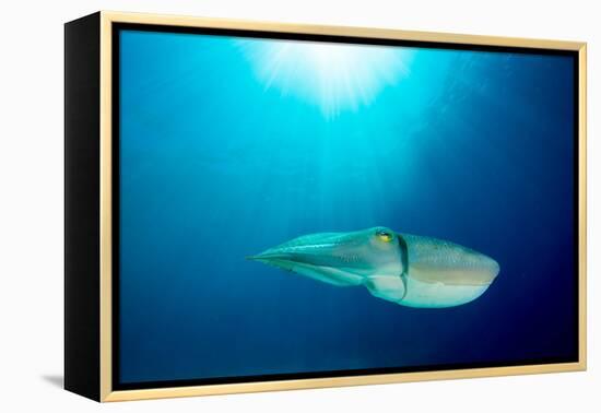 Broadclub cuttlefish, Komodo National Park, Indonesia-Inaki Relanzon-Framed Premier Image Canvas