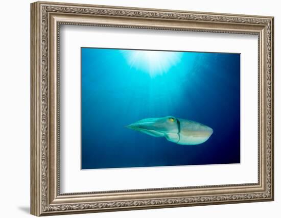 Broadclub cuttlefish, Komodo National Park, Indonesia-Inaki Relanzon-Framed Photographic Print