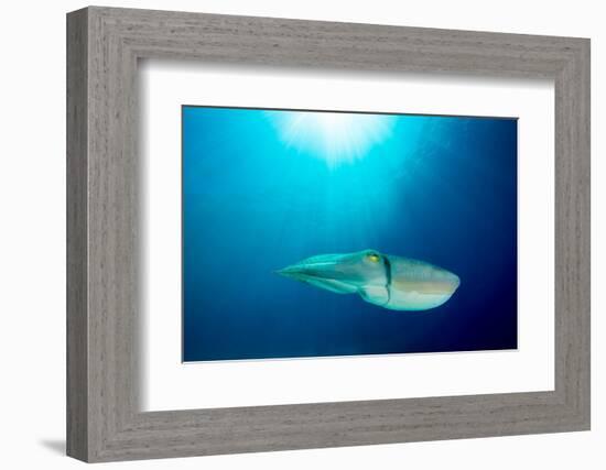 Broadclub cuttlefish, Komodo National Park, Indonesia-Inaki Relanzon-Framed Photographic Print