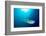 Broadclub cuttlefish, Komodo National Park, Indonesia-Inaki Relanzon-Framed Photographic Print