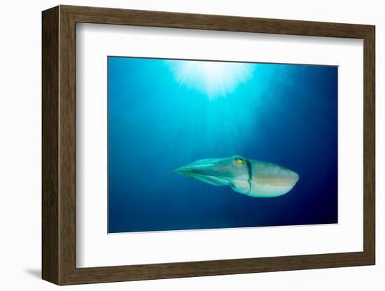 Broadclub cuttlefish, Komodo National Park, Indonesia-Inaki Relanzon-Framed Photographic Print