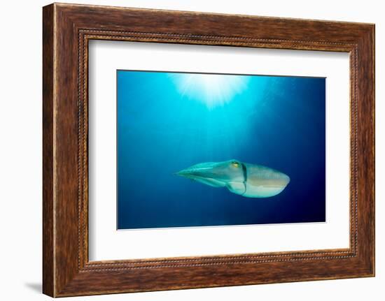 Broadclub cuttlefish, Komodo National Park, Indonesia-Inaki Relanzon-Framed Photographic Print