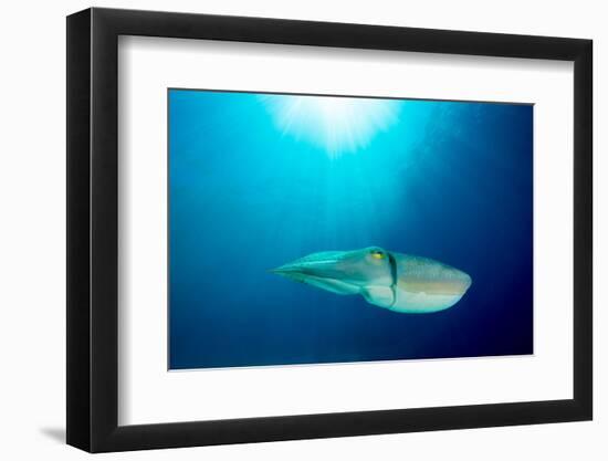 Broadclub cuttlefish, Komodo National Park, Indonesia-Inaki Relanzon-Framed Photographic Print