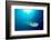 Broadclub cuttlefish, Komodo National Park, Indonesia-Inaki Relanzon-Framed Photographic Print