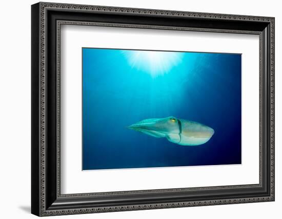 Broadclub cuttlefish, Komodo National Park, Indonesia-Inaki Relanzon-Framed Photographic Print