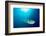 Broadclub cuttlefish, Komodo National Park, Indonesia-Inaki Relanzon-Framed Photographic Print