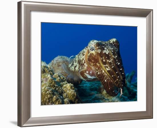 Broadclub Cuttlefish, Papua New Guinea-Stocktrek Images-Framed Photographic Print