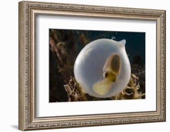 Broadclub cuttlefish (Sepia latimanus) in translucent egg casing on the reef, Philippines, Asia-David Fleetham-Framed Photographic Print