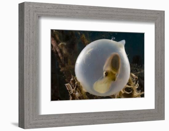 Broadclub cuttlefish (Sepia latimanus) in translucent egg casing on the reef, Philippines, Asia-David Fleetham-Framed Photographic Print