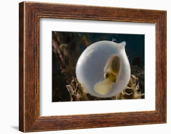 Broadclub cuttlefish (Sepia latimanus) in translucent egg casing on the reef, Philippines, Asia-David Fleetham-Framed Photographic Print