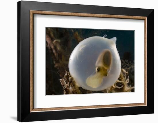 Broadclub cuttlefish (Sepia latimanus) in translucent egg casing on the reef, Philippines, Asia-David Fleetham-Framed Photographic Print