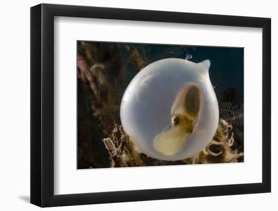 Broadclub cuttlefish (Sepia latimanus) in translucent egg casing on the reef, Philippines, Asia-David Fleetham-Framed Photographic Print