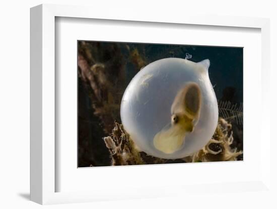 Broadclub cuttlefish (Sepia latimanus) in translucent egg casing on the reef, Philippines, Asia-David Fleetham-Framed Photographic Print