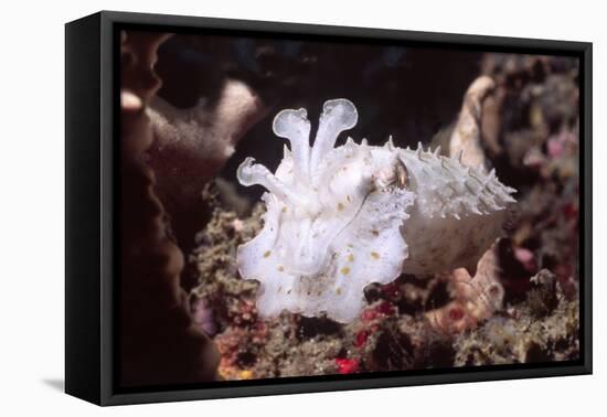 Broadclub Cuttlefish with Tenacles Raised-Hal Beral-Framed Premier Image Canvas