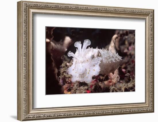 Broadclub Cuttlefish with Tenacles Raised-Hal Beral-Framed Photographic Print