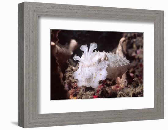 Broadclub Cuttlefish with Tenacles Raised-Hal Beral-Framed Photographic Print