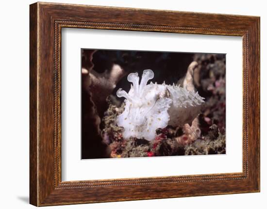 Broadclub Cuttlefish with Tenacles Raised-Hal Beral-Framed Photographic Print