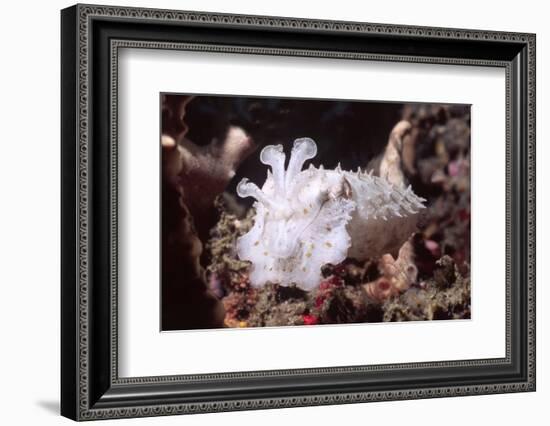 Broadclub Cuttlefish with Tenacles Raised-Hal Beral-Framed Photographic Print