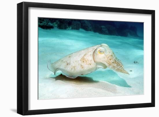 Broadclub Cuttlefish-Georgette Douwma-Framed Photographic Print