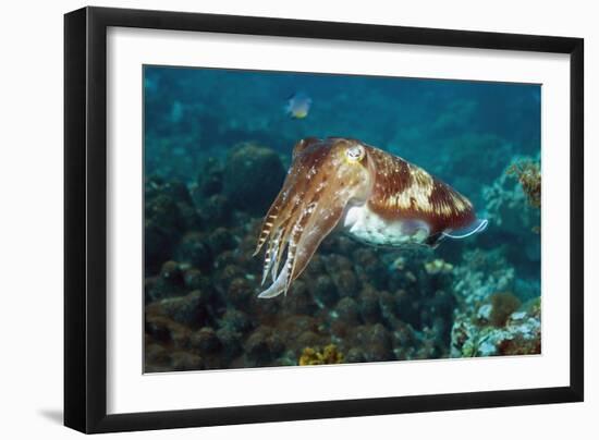 Broadclub Cuttlefish-Georgette Douwma-Framed Photographic Print