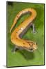 Broadfoot mushroomtongue salamander, Mexico-Claudio Contreras-Mounted Photographic Print