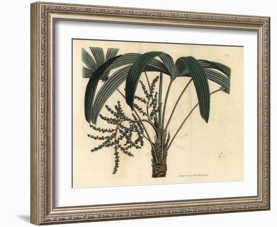 Broadleaf Lady Palm, Rhapis Excelsa (Male Dwarf Ground Ratan, Rhapis Flabelliformis Mas-Sydenham Teast Edwards-Framed Giclee Print