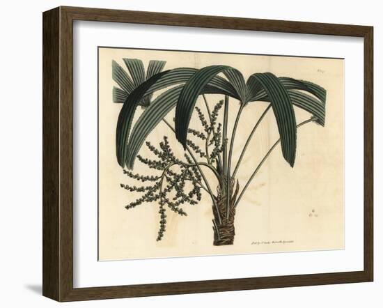 Broadleaf Lady Palm, Rhapis Excelsa (Male Dwarf Ground Ratan, Rhapis Flabelliformis Mas-Sydenham Teast Edwards-Framed Giclee Print