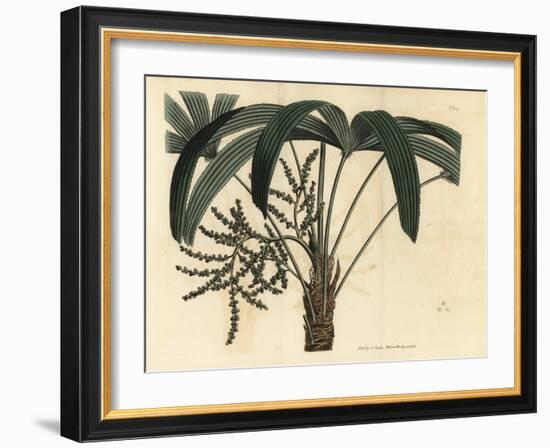 Broadleaf Lady Palm, Rhapis Excelsa (Male Dwarf Ground Ratan, Rhapis Flabelliformis Mas-Sydenham Teast Edwards-Framed Giclee Print