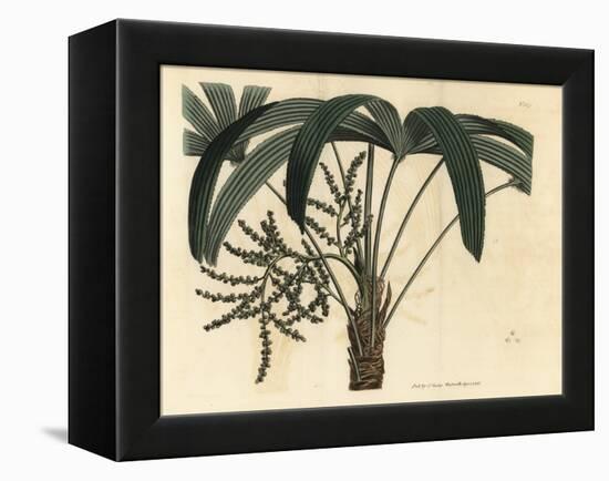 Broadleaf Lady Palm, Rhapis Excelsa (Male Dwarf Ground Ratan, Rhapis Flabelliformis Mas-Sydenham Teast Edwards-Framed Premier Image Canvas