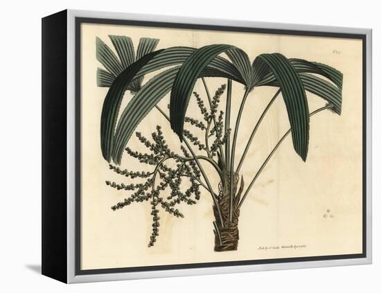 Broadleaf Lady Palm, Rhapis Excelsa (Male Dwarf Ground Ratan, Rhapis Flabelliformis Mas-Sydenham Teast Edwards-Framed Premier Image Canvas