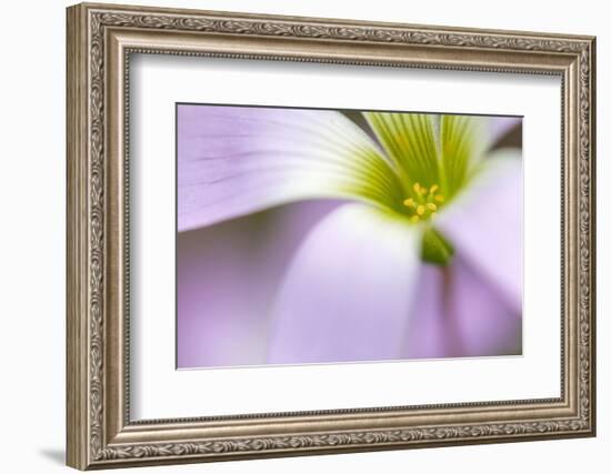 broadleaf woodsorrel in flower, mexico-claudio contreras-Framed Photographic Print