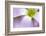 broadleaf woodsorrel in flower, mexico-claudio contreras-Framed Photographic Print