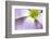 broadleaf woodsorrel in flower, mexico-claudio contreras-Framed Photographic Print