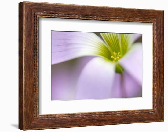 broadleaf woodsorrel in flower, mexico-claudio contreras-Framed Photographic Print